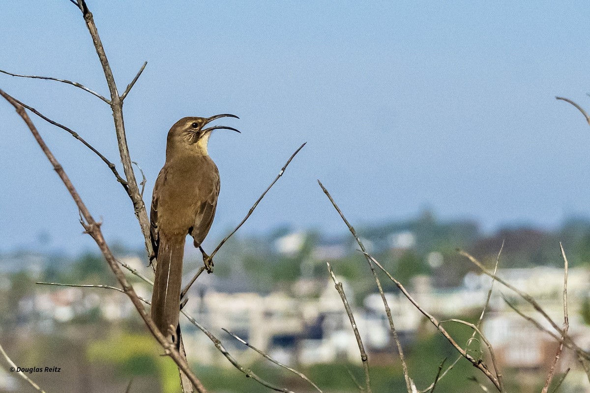 Cuitlacoche Californiano - ML646214892