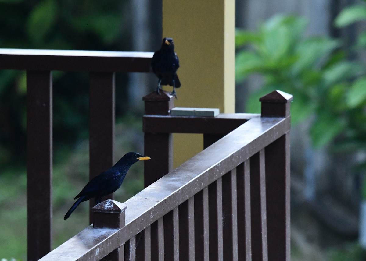 Blue Whistling-Thrush - ML646214895