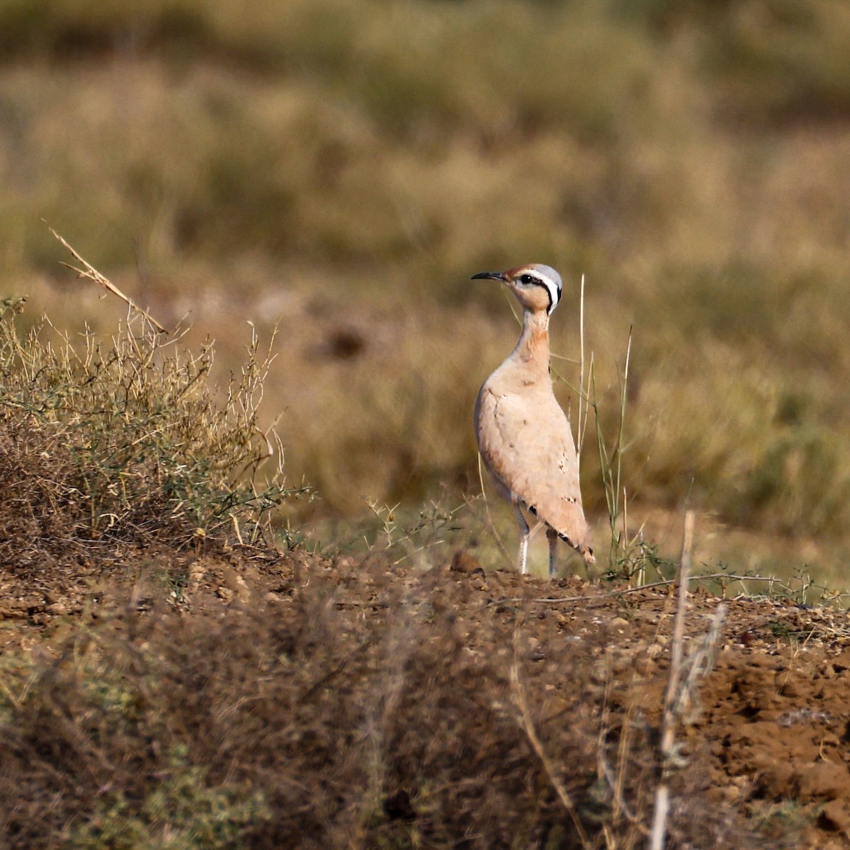 ørkenløper - ML646214897