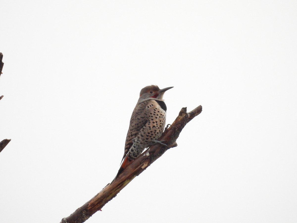 datel zlatý - ML646214903