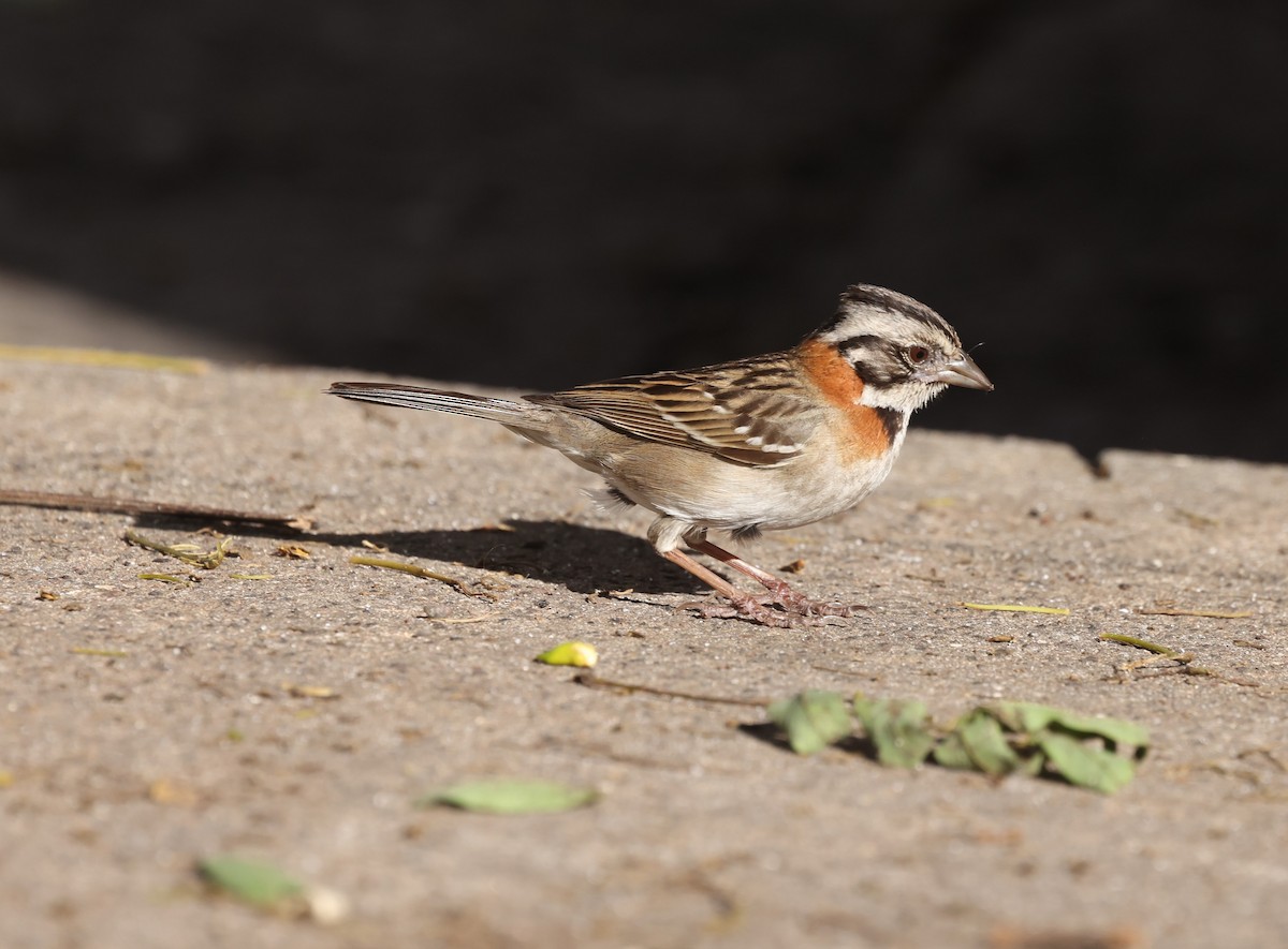 Rufous-collared Sparrow - ML646214904