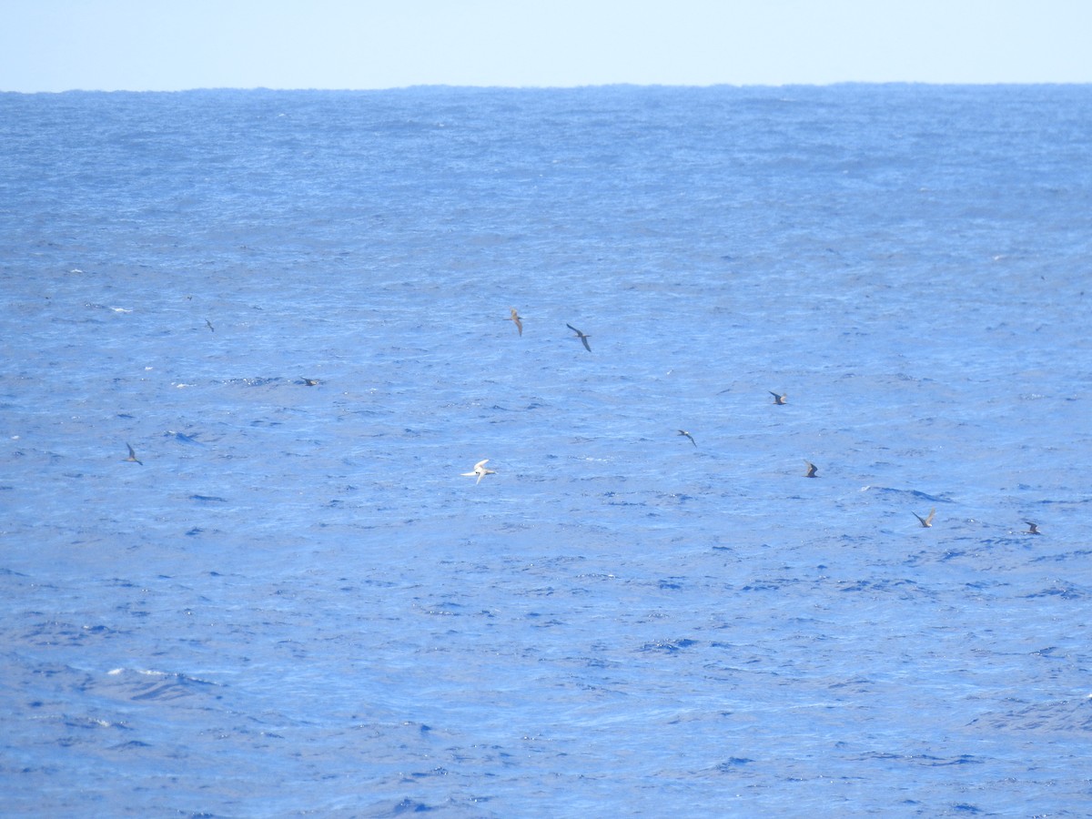 Сула червононога - ML646214905