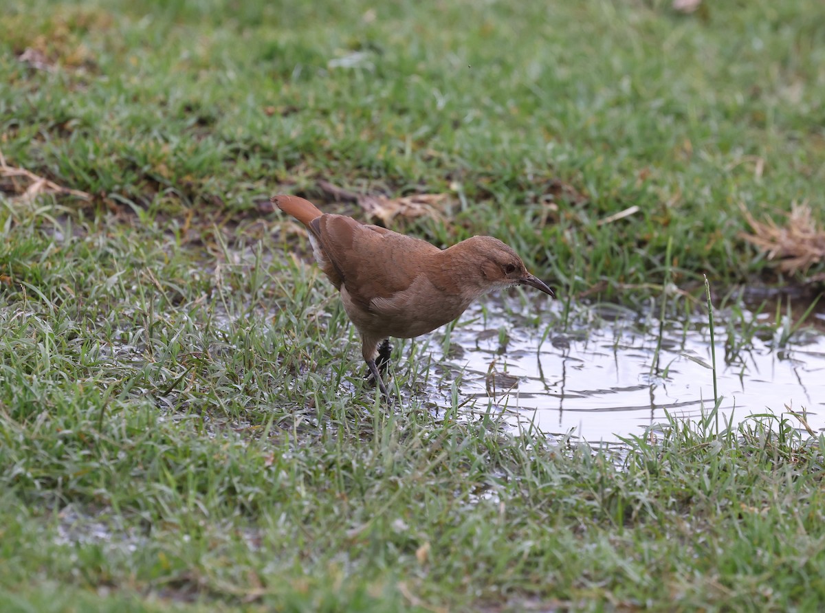 Rufous Hornero - ML646214928