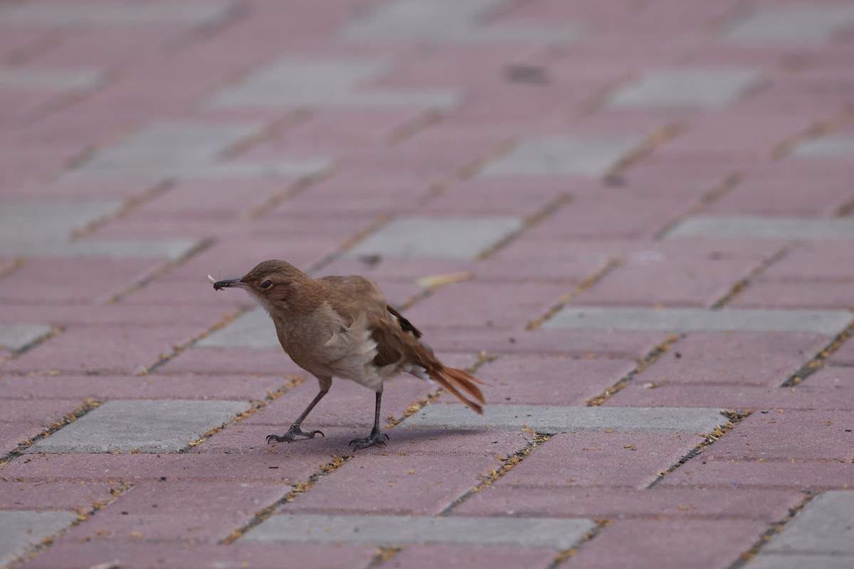 Rufous Hornero - ML646214929