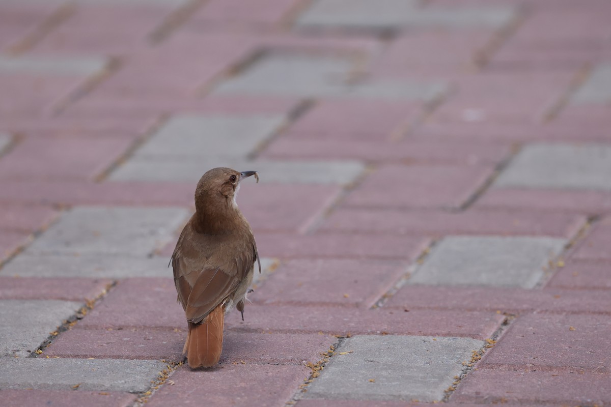 Rufous Hornero - ML646214930