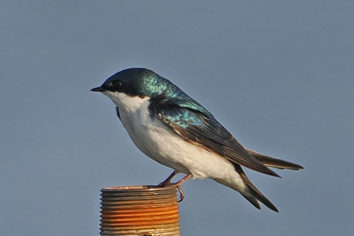 Tree Swallow - ML646214932