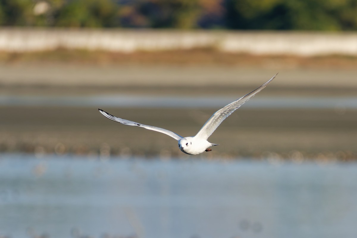 Мартин китайський - ML646214934