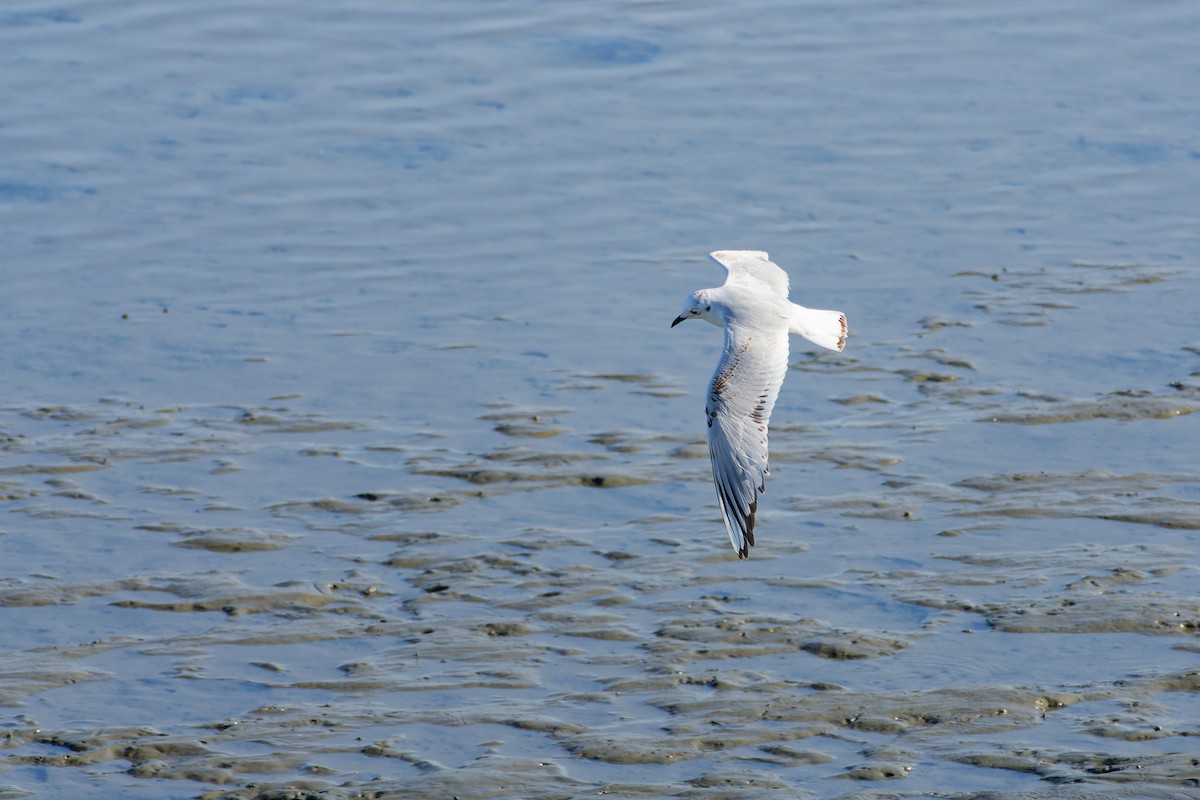 Мартин китайський - ML646214936