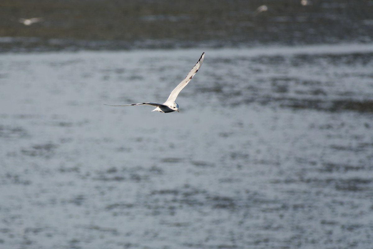 Мартин китайський - ML646214938