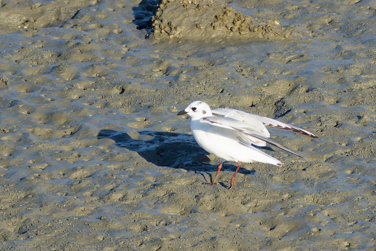 Мартин китайський - ML646214944