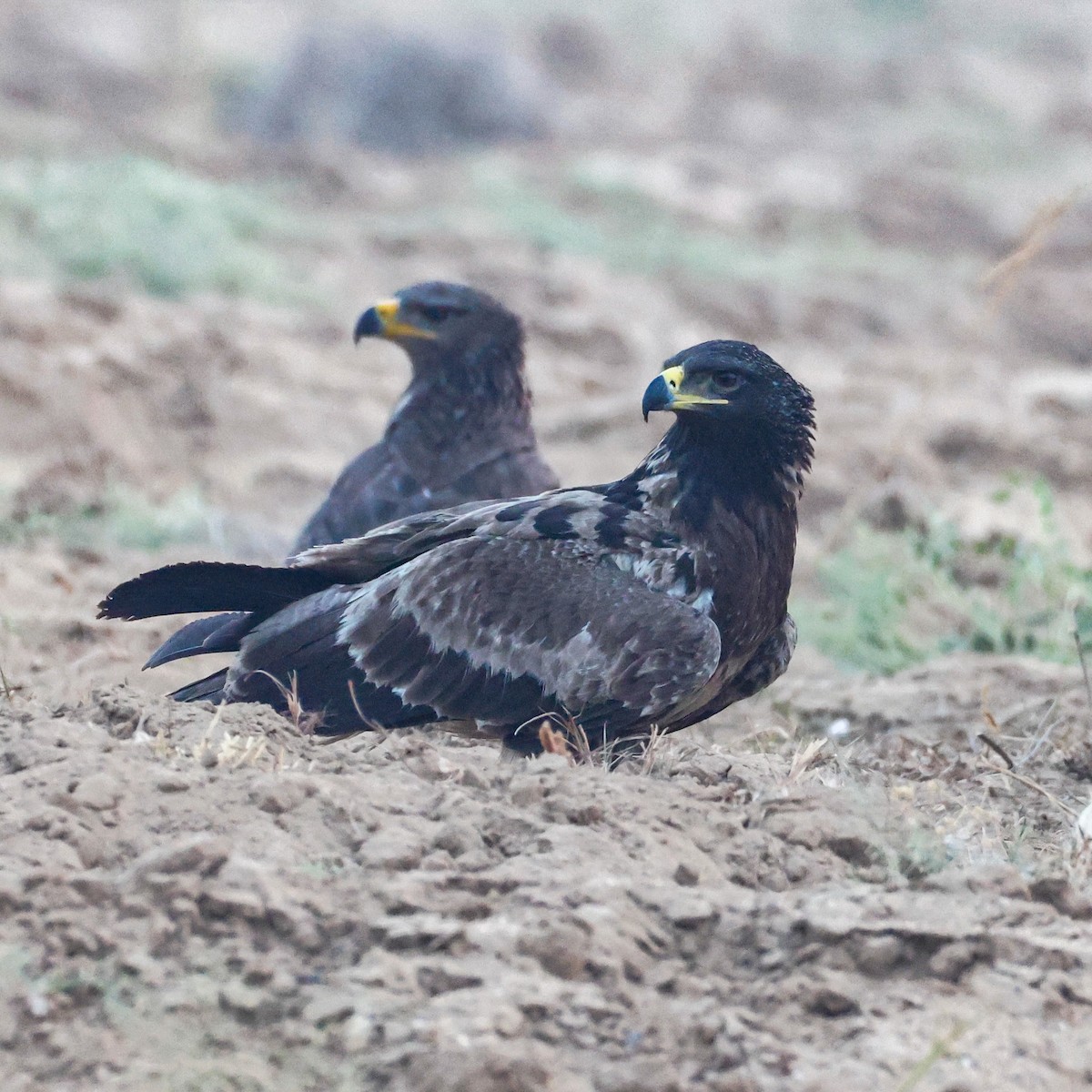 Tawny Eagle - ML646214950