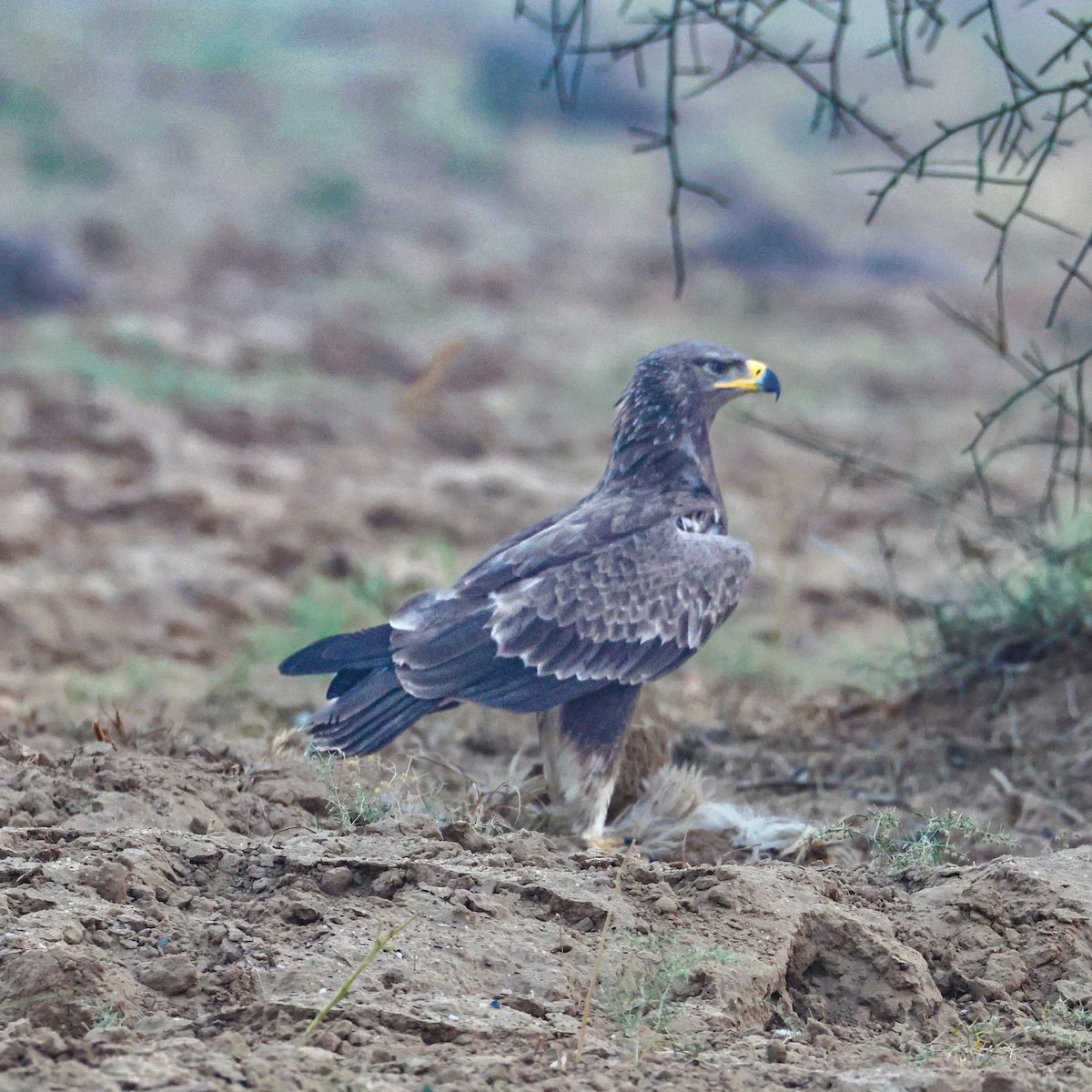 Tawny Eagle - ML646214951