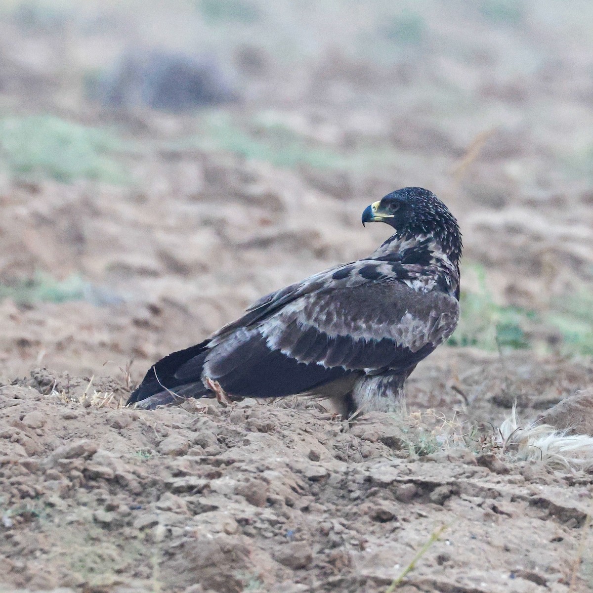 Tawny Eagle - ML646214952