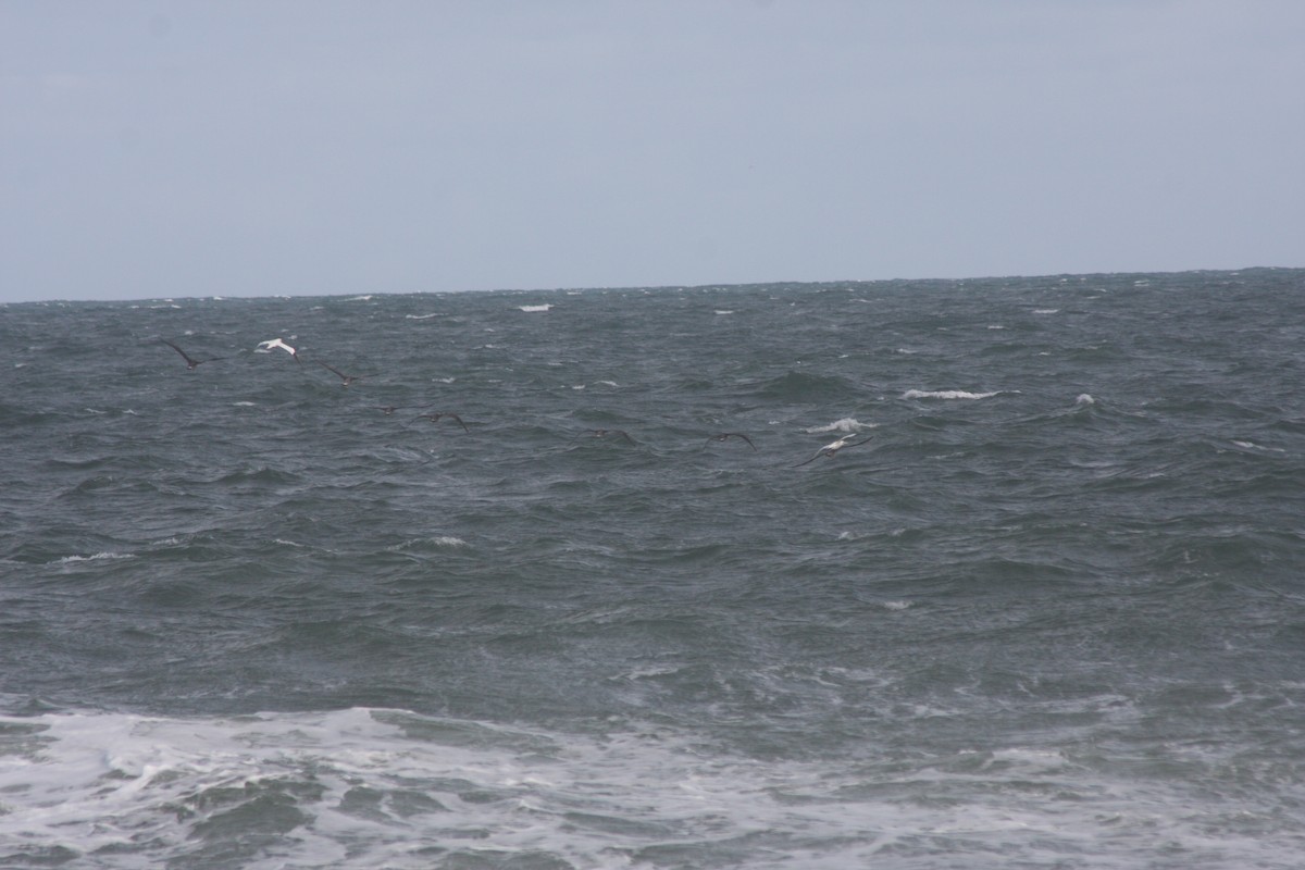 Northern Gannet - ML646214956