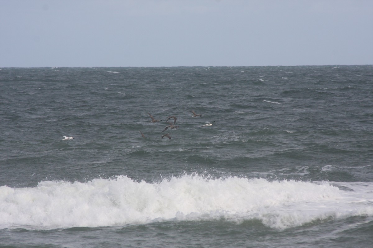 Northern Gannet - ML646214958