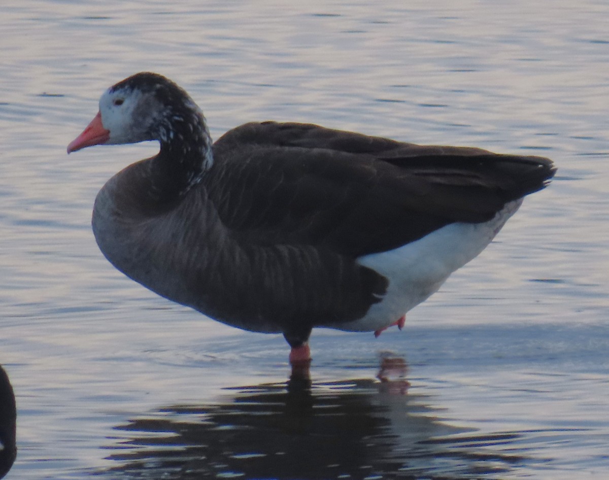 Domestic goose sp. x Canada Goose (hybrid) - ML646214964