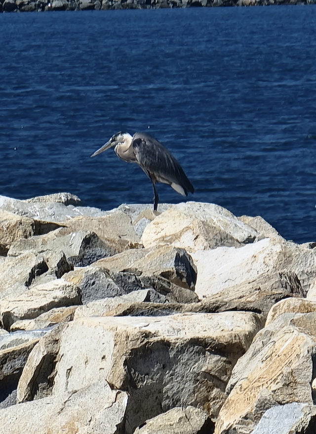 Garza Azulada - ML646214965