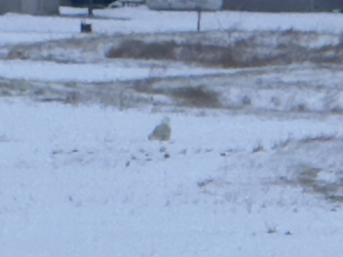 Snowy Owl - ML646214970
