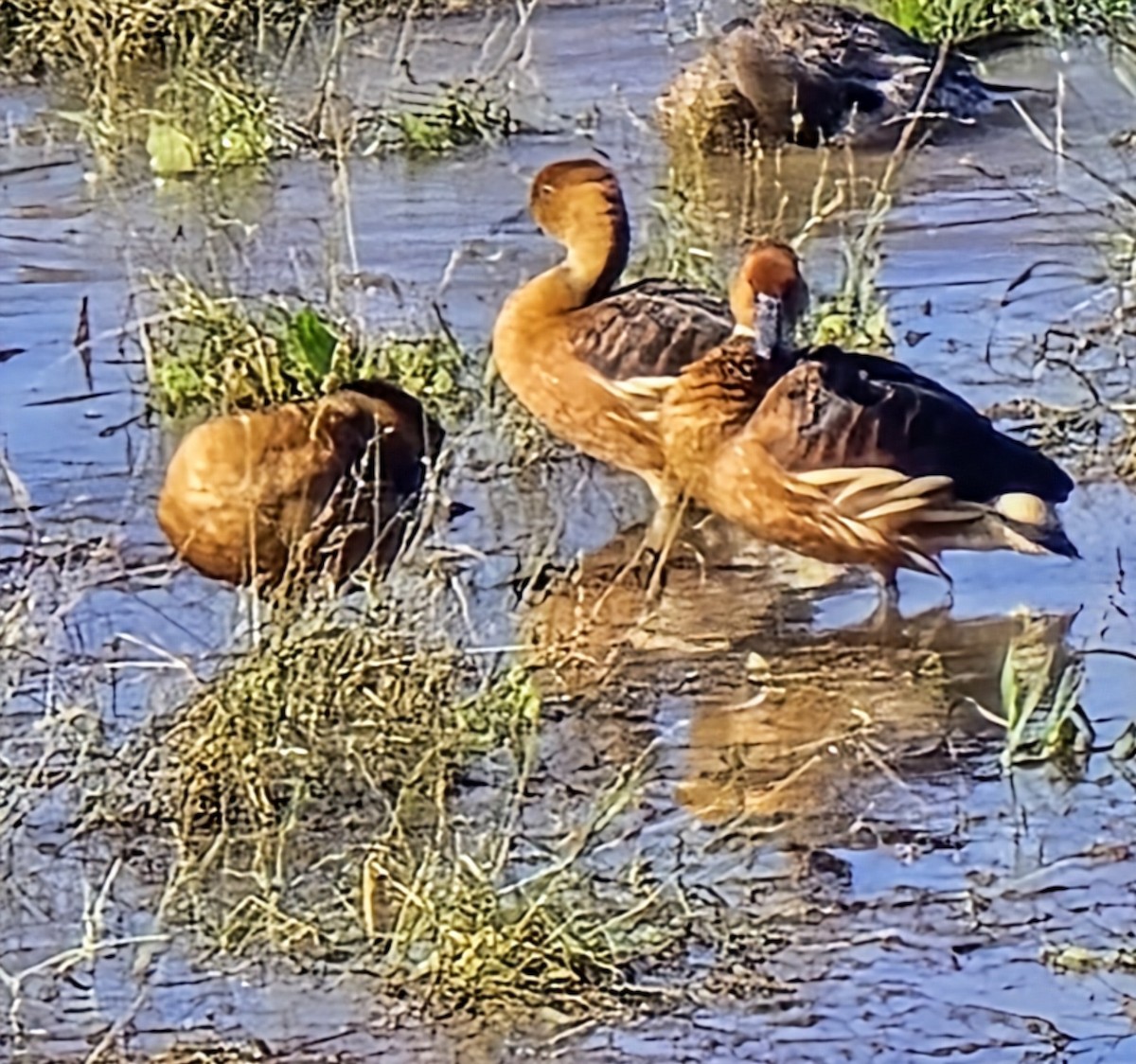Fulvous Whistling-Duck - ML646214971