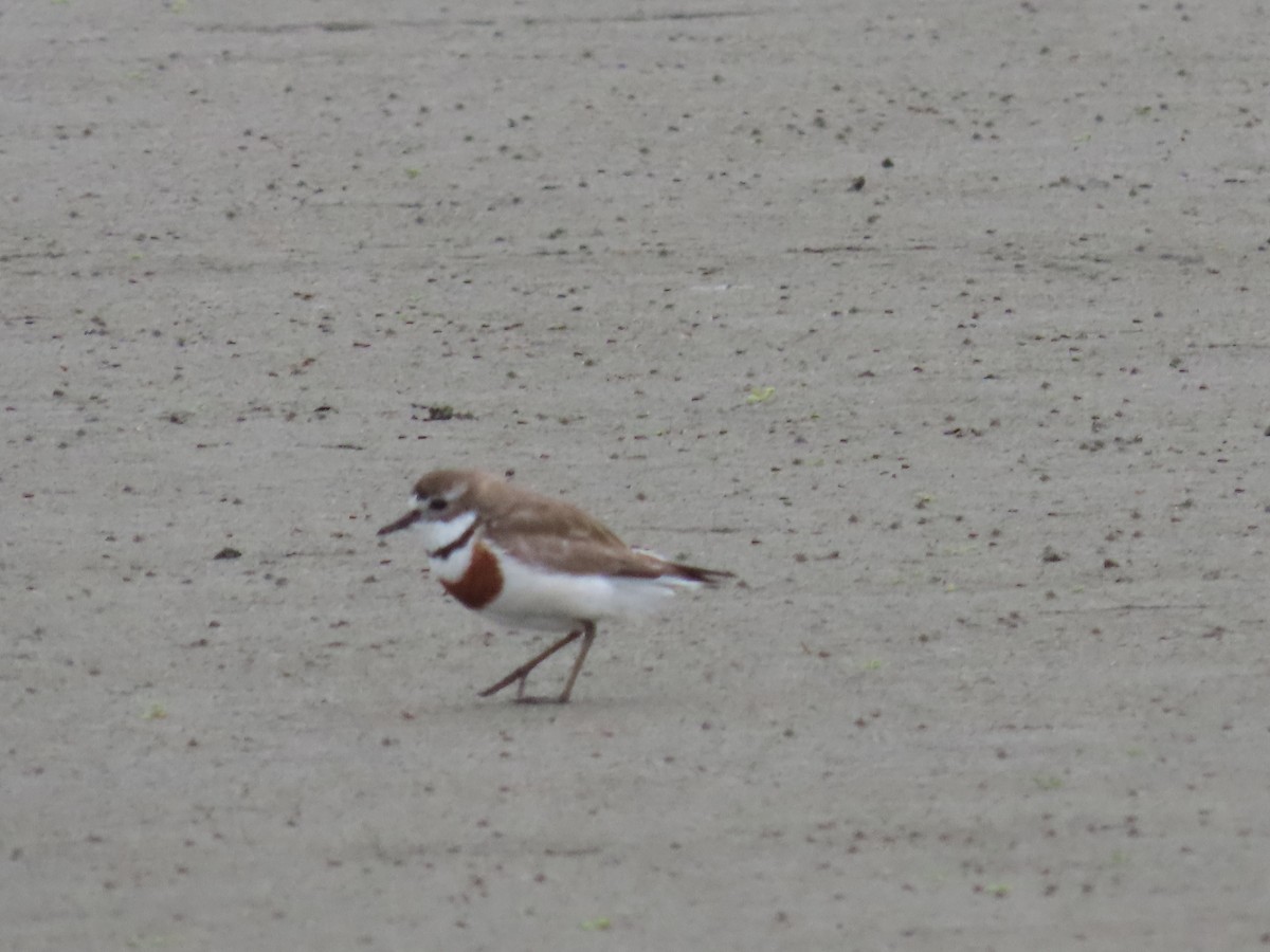 nyzealandbeltelo - ML646214974