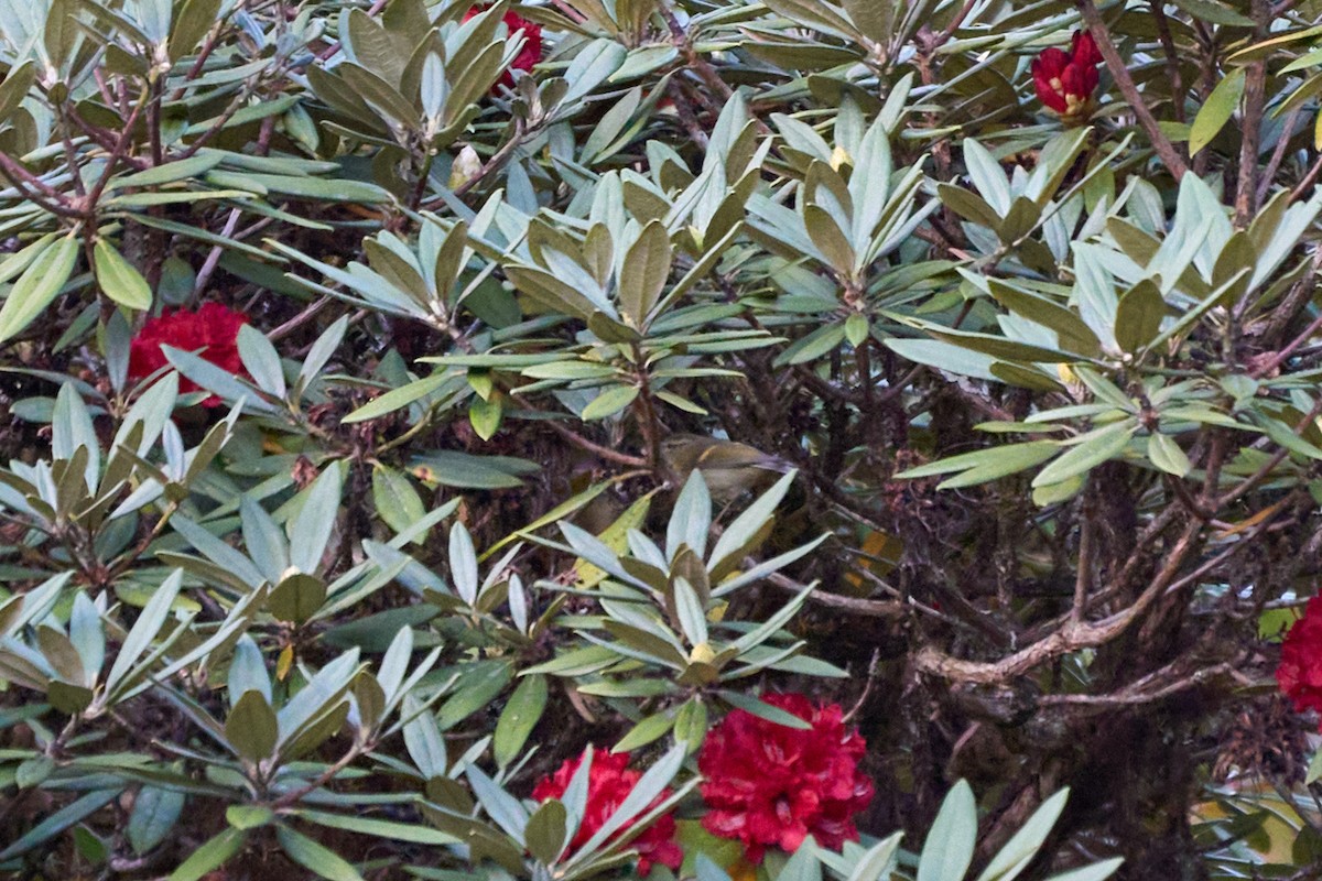 Buff-barred Warbler - ML646215023