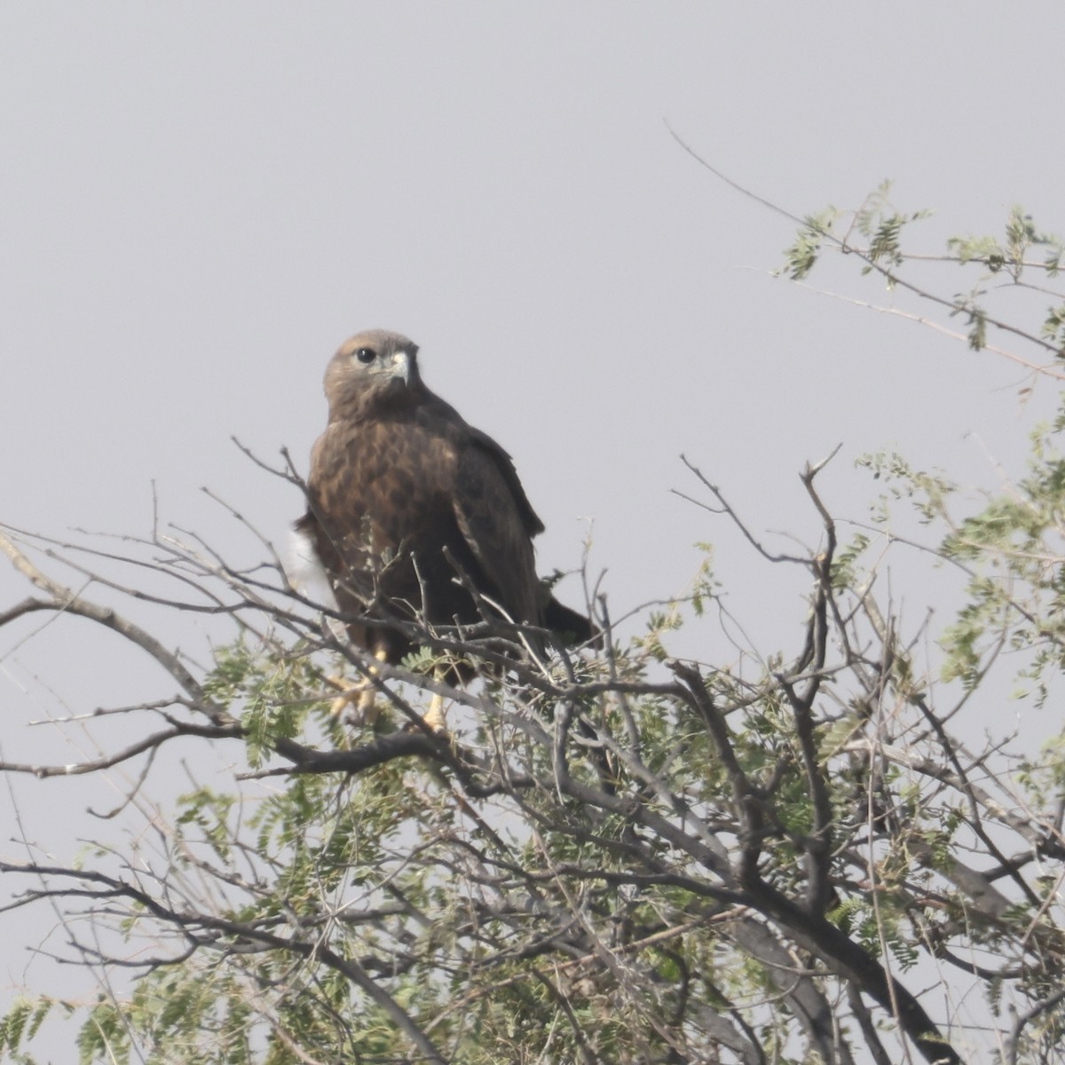 Long-legged Buzzard - ML646215026