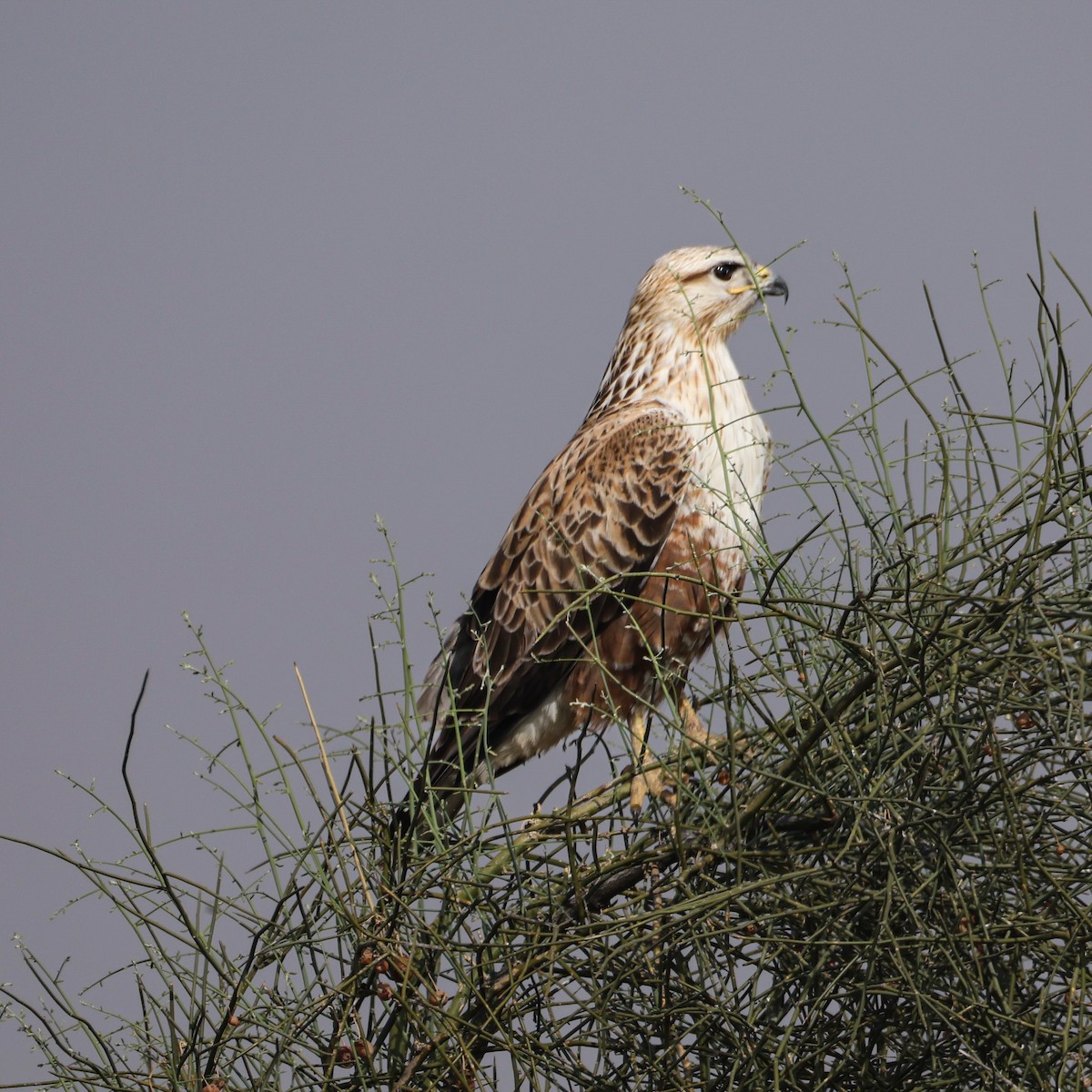 Long-legged Buzzard - ML646215028
