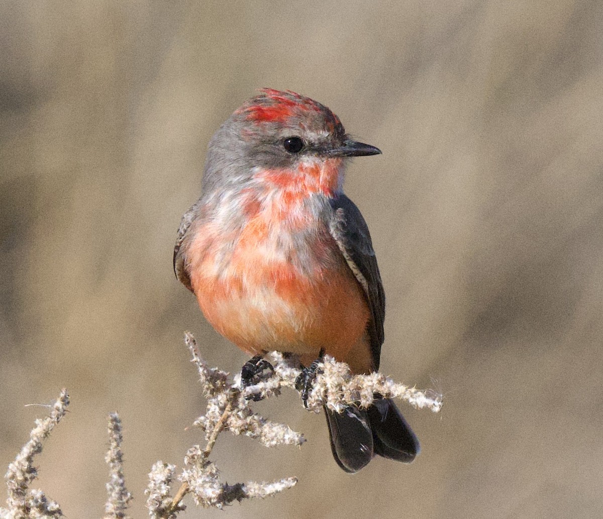Vermilion Flycatcher - ML646215043