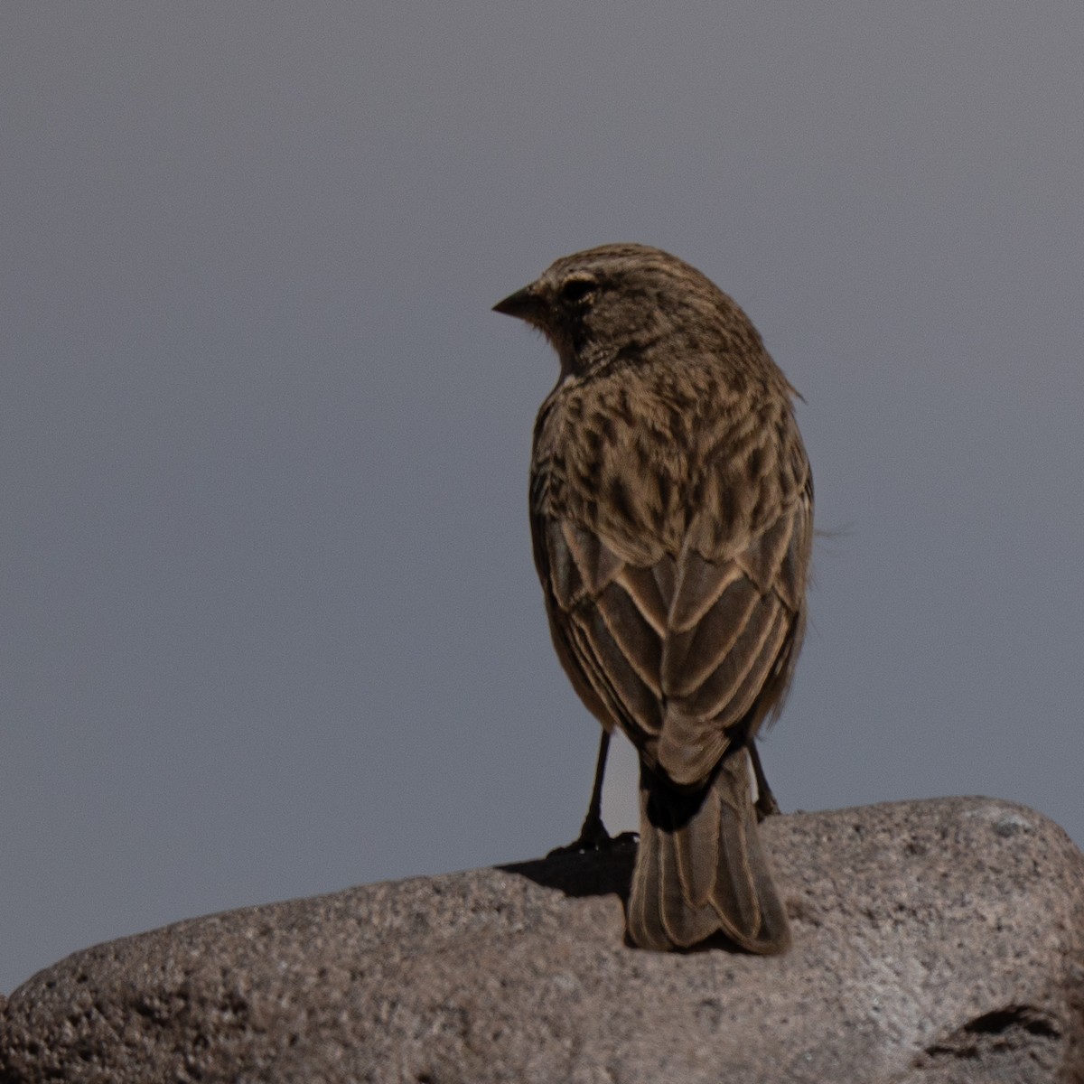Ash-breasted Sierra Finch - ML646215051