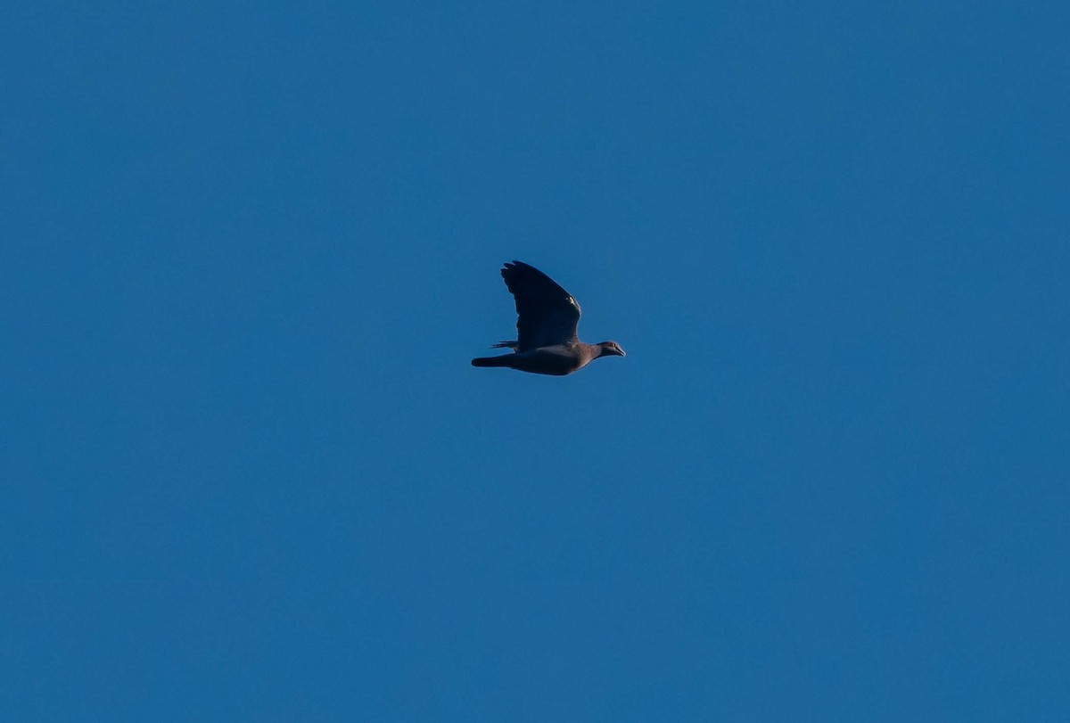 Pikazuro Güvercini - ML646215052