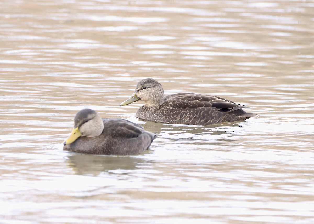 Ahate iluna - ML646215071