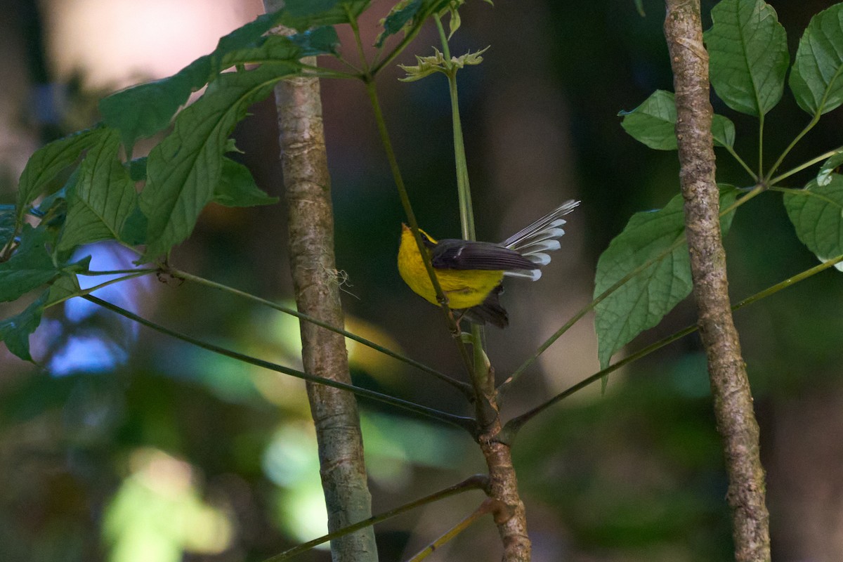 Веерохвостая желтобровка - ML646215077