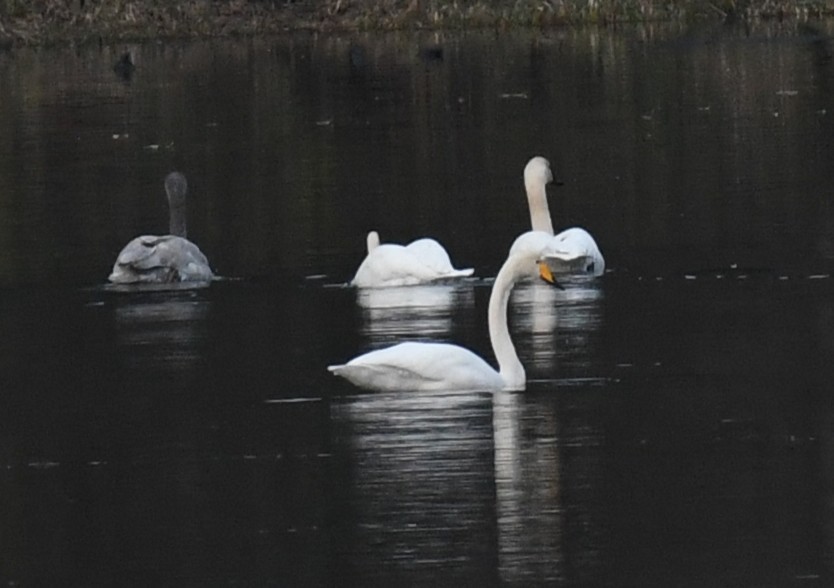 Whooper Swan - ML646215082