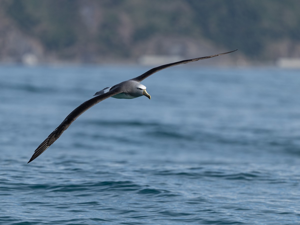 sølvhodealbatross - ML646215085