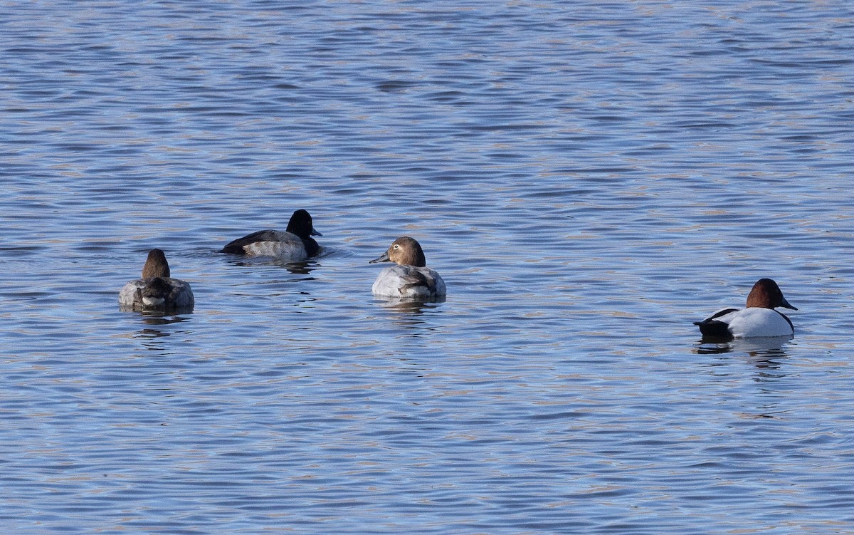 Murgilari bizkarzuria - ML646215086