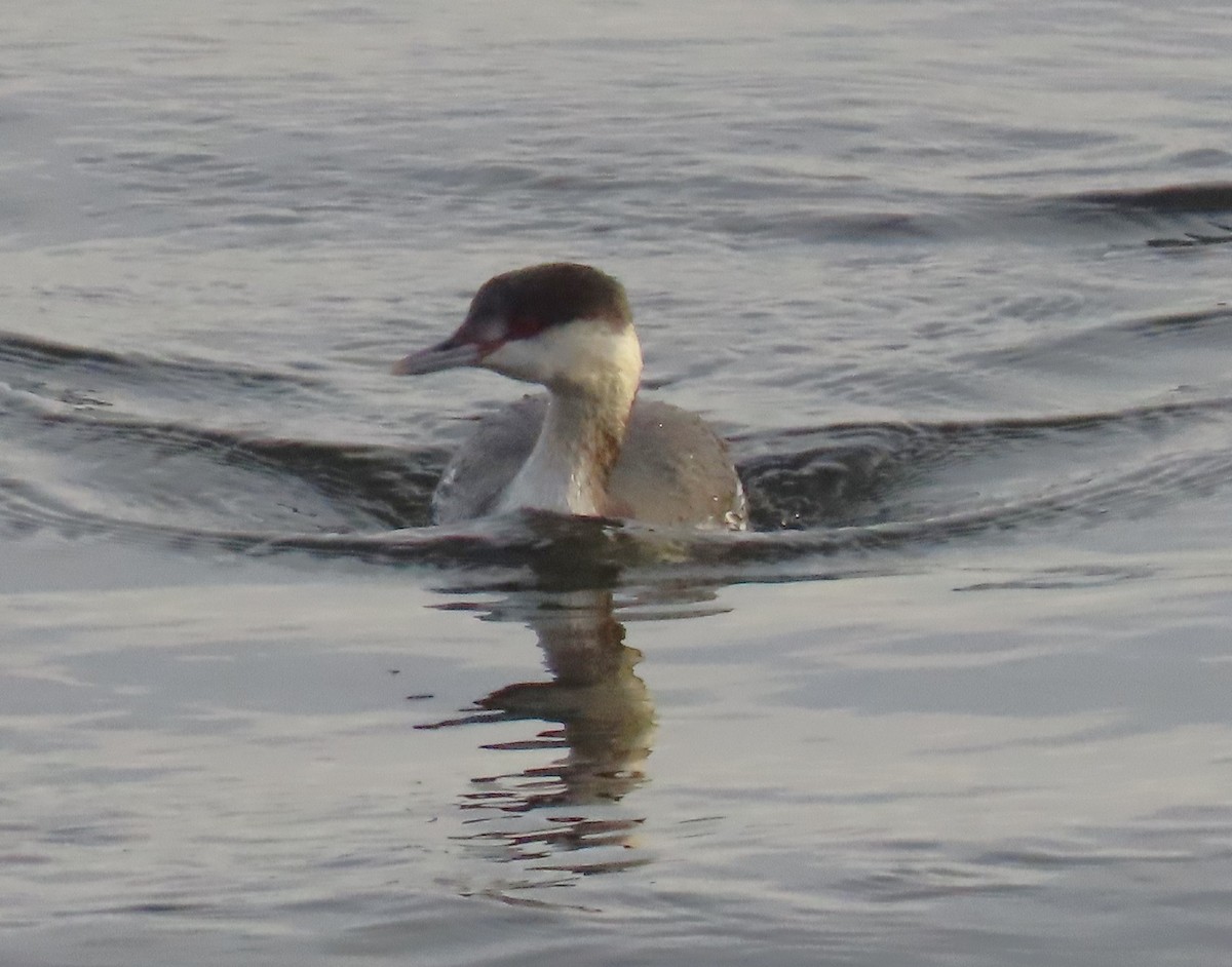 Красношейная поганка - ML646215088