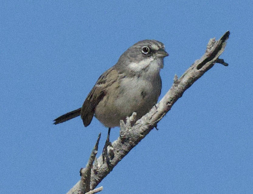 Sagebrush Sparrow - ML646215093