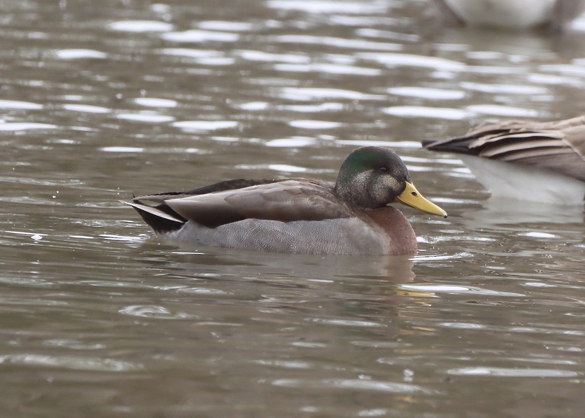 Mallard x American Black Duck (hybrid) - ML646215096