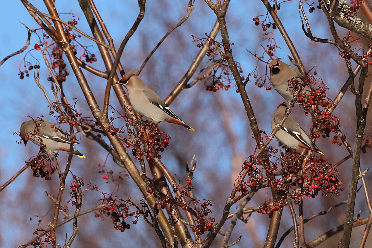 Ampelis Europeo - ML646215097