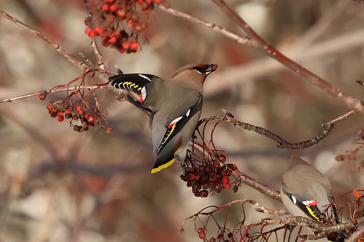 Ampelis Europeo - ML646215098