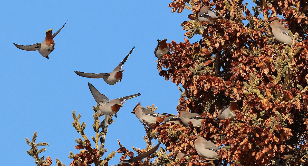 Ampelis Europeo - ML646215099