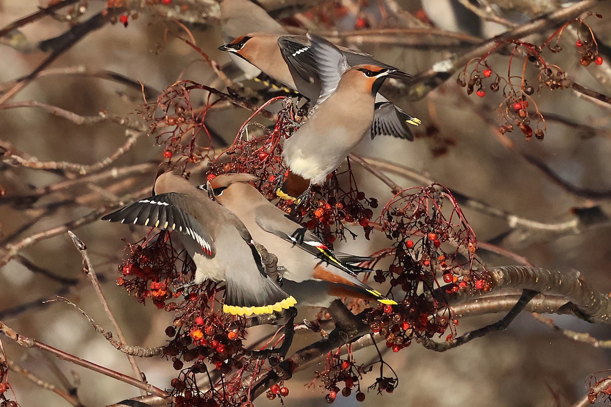 Ampelis Europeo - ML646215100