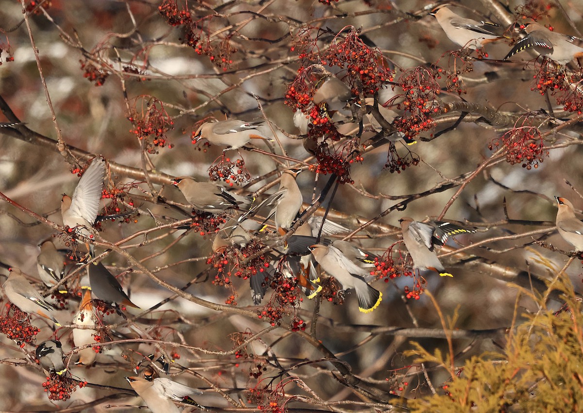 Ampelis Europeo - ML646215101