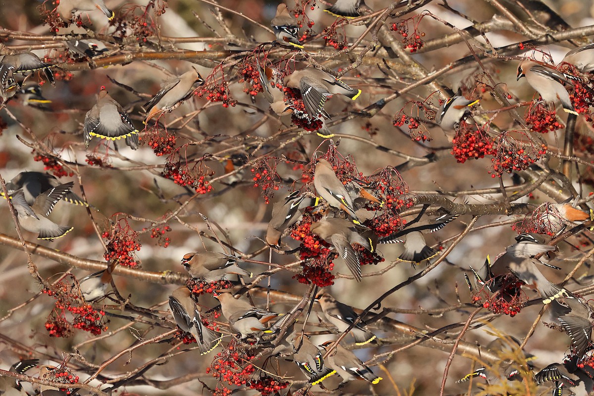 Ampelis Europeo - ML646215103