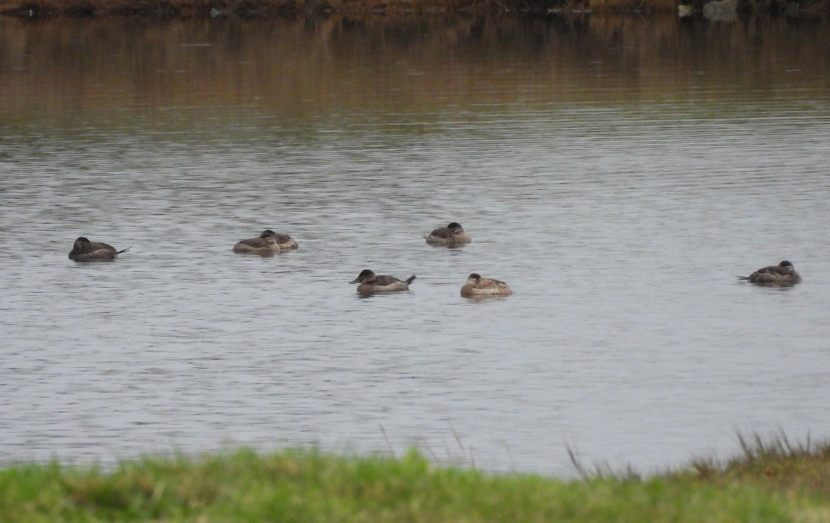 kachnice kaštanová - ML646215114