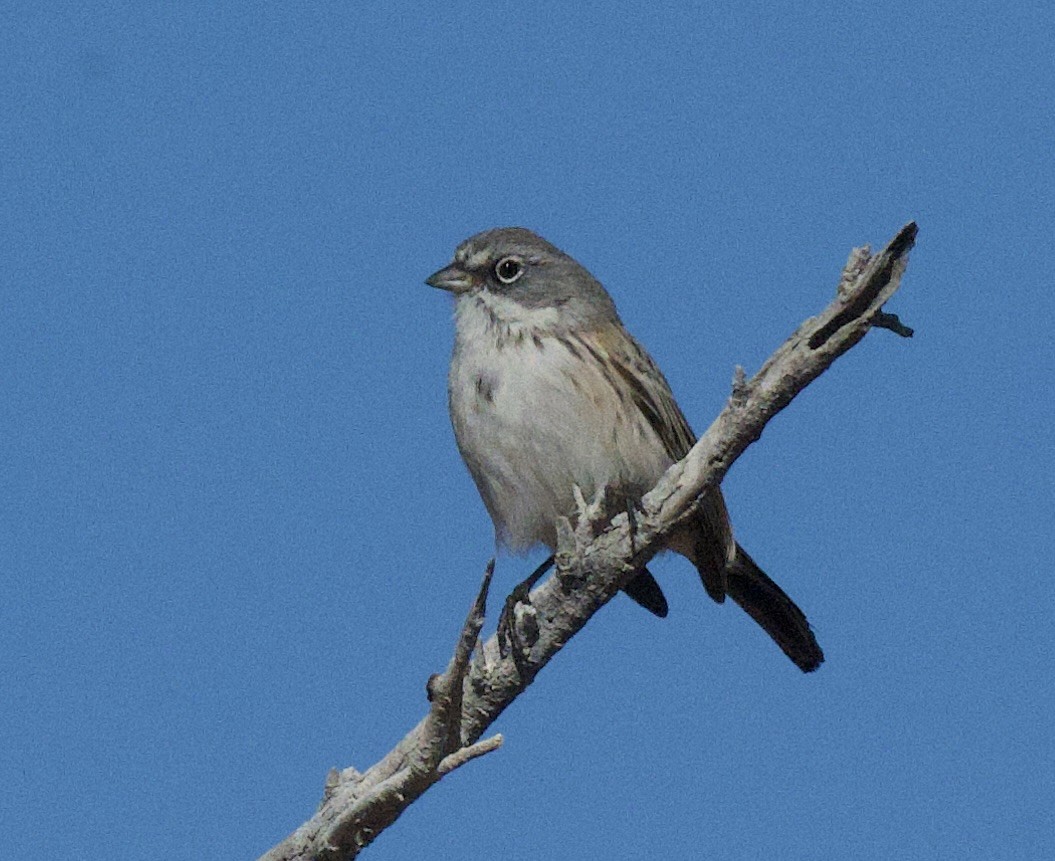 Sagebrush Sparrow - ML646215117