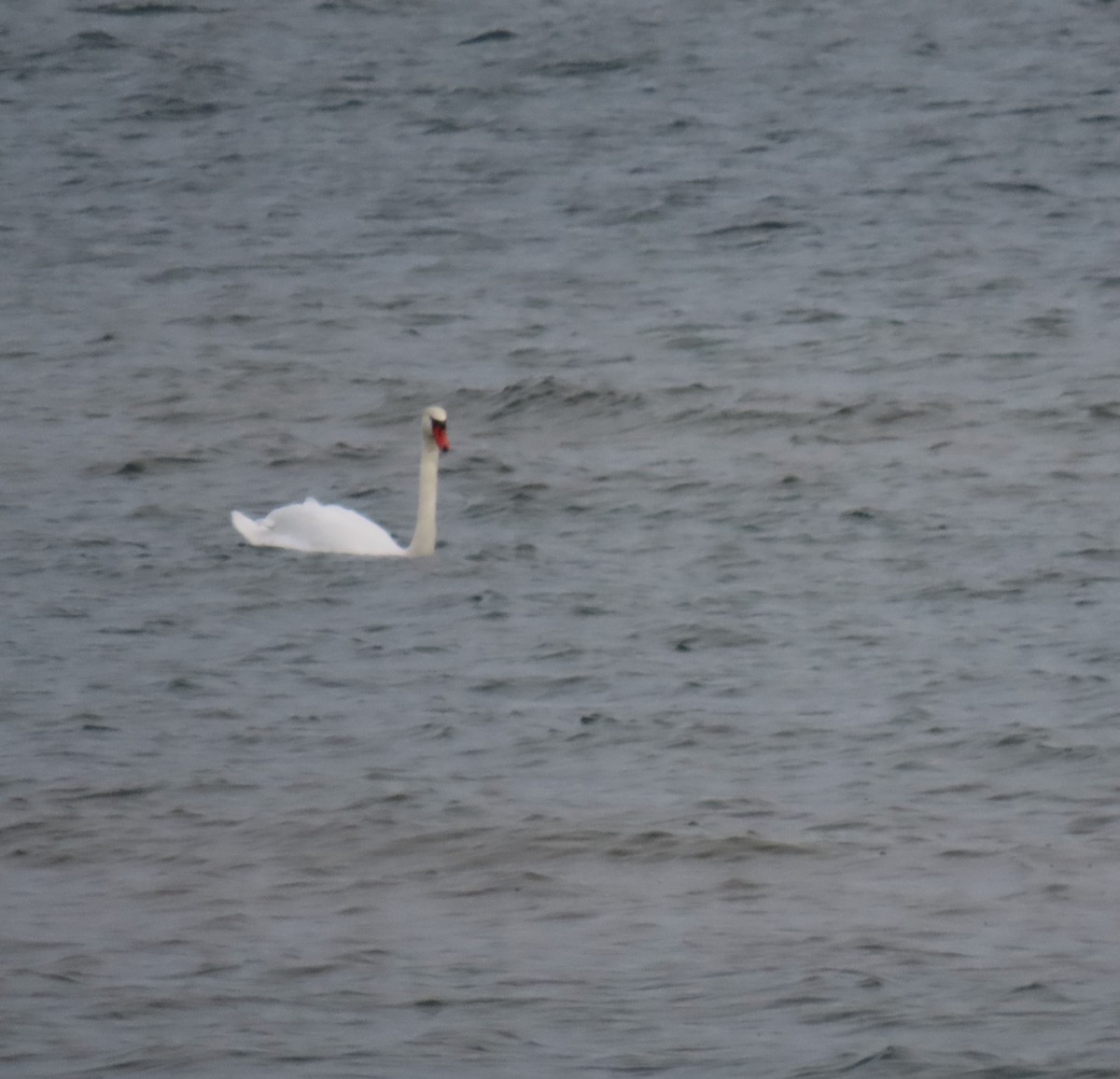 Mute Swan - ML646215118