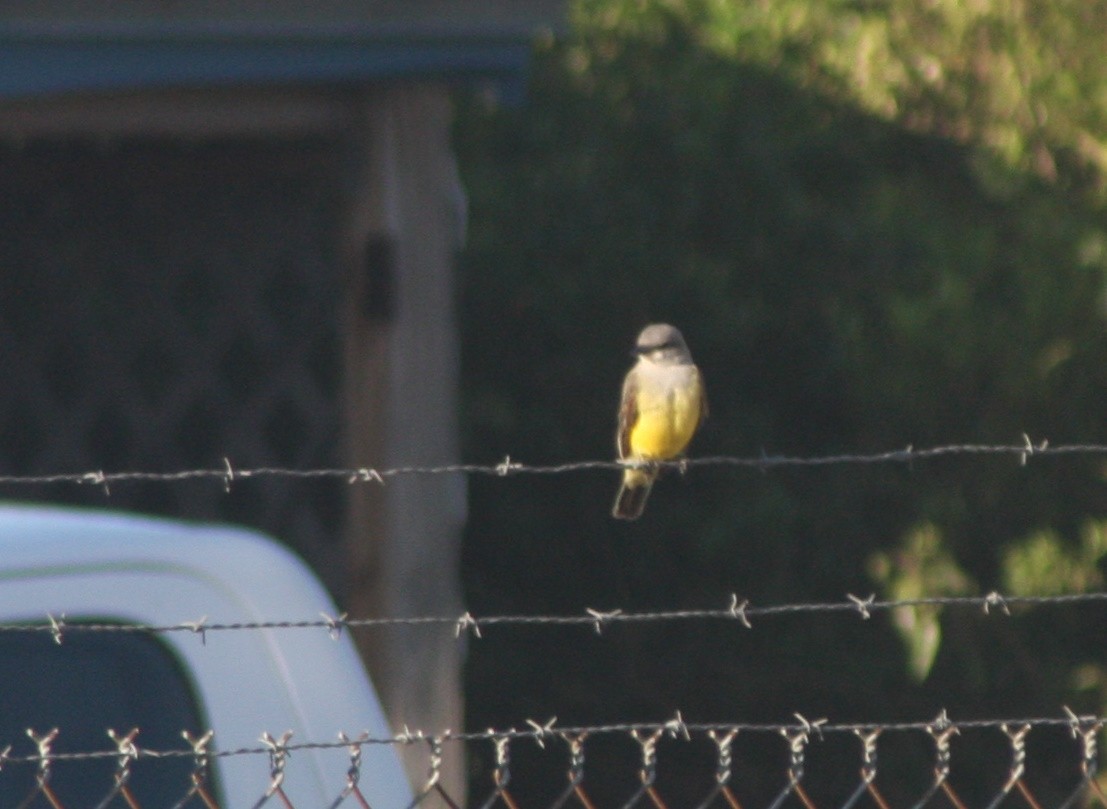 Tirano Occidental - ML646215125