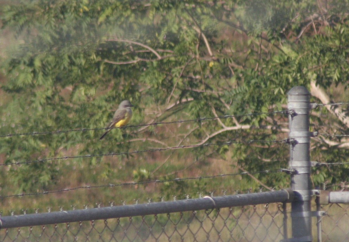 Tirano Occidental - ML646215126