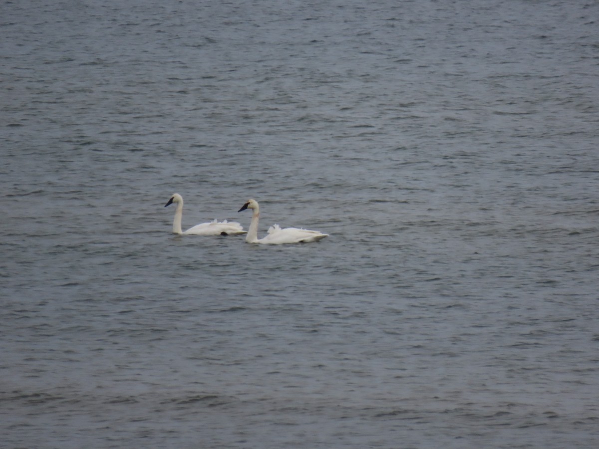 Trumpeter Swan - ML646215128